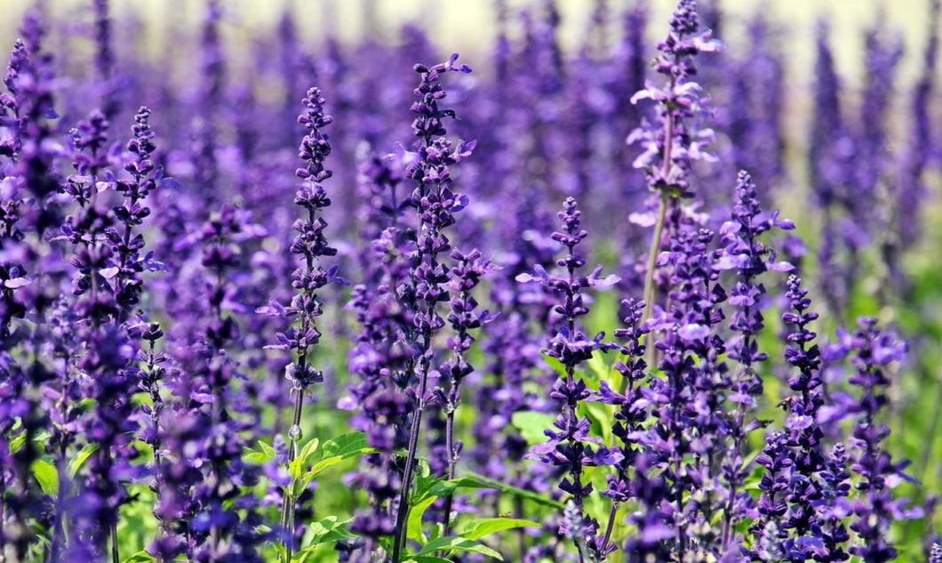 Lavender Pre-Order Overpours